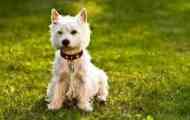 West highland white terrier - опис білого тер’єра